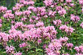 MONARDA CROFTWAY PINK, HARDY PERENNIAL, JULY