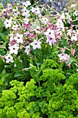 NICOTIANA MALIBU BLUE  & PETROSELINIUM MOSS CURLED, FLOWERING TOBACCO & PARSLEY AS VEGETABLE & FLOWER SUMMER BEDDING SCHEME, JULY