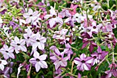 NICOTIANA MALIBU BLUE, SUMMER BEDDING SCHEME, JULY