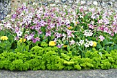 NICOTIANA, ZINNIA & PETROSELINIUM MOSS CURLED, FLOWERING TOBACCO, ZINNIA & PARSLEY AS VEGETABLE & FLOWER SUMMER BEDDING SCHEME, JULY