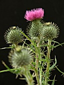 CARDUUS CRISPUS (WELTED THISTLE)