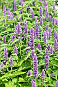 AGASTACHE FOENICULUM, HARDY PERENNIAL, JULY