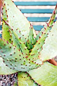 AGAVE FEROX, TENDER SUCCULENT, JULY