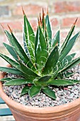 AGAVE FLIIFERA, TENDER PERENNIAL, JULY