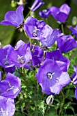 CAMPANULA CARPATICA BLUE CHIPS, HARDY PERENNIAL, JULY