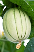 CUCURBITA MELO EDONIS F1, GREENHOUSE GROWN MELON, JULY