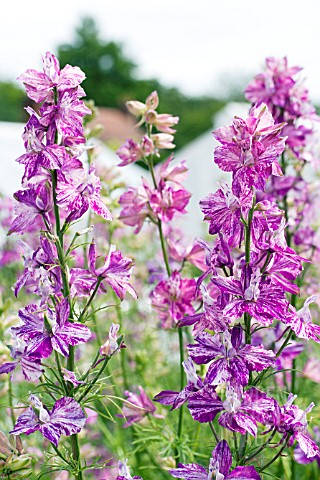 DELPHINIUM_CONSOLIDA_SPLISH_SPLASH_LARKSPUR_HARDY_ANNUAL_JULY