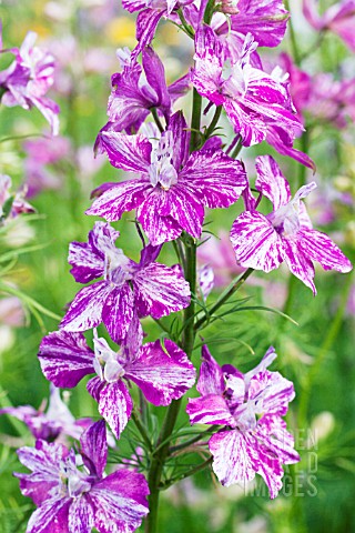 DELPHINIUM_CONSOLIDA_SPLISH_SPLASH_LARKSPUR_HARDY_ANNUAL_JULY