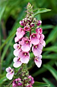 DIASCIA RINGESCENS, TENDER BEDDING PLANT, AUGUST