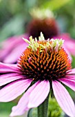 ECHINACEA DOUBLE DECKER, HARDY PERENNIAL, JULY