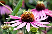 ECHINACEA DOUBLE DECKER, HARDY PERENNIAL, JULY