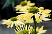ECHINACEA SUNRISE, HARDY PERENNIAL, JULY