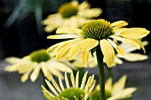 ECHINACEA SUNRISE, HARDY PERENNIAL, JULY