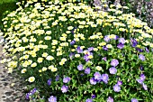 GERANUIM BUXTONS BLUE & ANTHEMIS TINCTORIA E C BUXTON, HARDY PERENNIALS, JULY