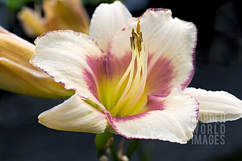 HEMEROCALLIS_CHICAGO_PICOTEE_LACE_HARDY_PERENNIAL_JULY