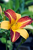 HEMEROCALLIS FRANS HALS, HARDY DAYLILY, JULY