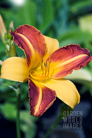 HEMEROCALLIS_FRANS_HALS_HARDY_DAYLILY_JULY