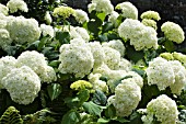 HYDRANGEA ARBORESCENS ANNABELLE, HARDY SHRUB, JULY