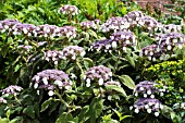 HYDRANGEA ASPERA SARGENTIANA, HARDY SHRUB, JULY