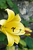 LILIUM REGALE GOLDEN SPLENDOUR, HARDY BULB, JULY