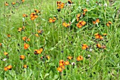 PILOSELLA AURANTIACA, ORANGE HAWKWEED, NATIVE PERENNIAL, JULY