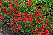 POTENTILLA GIBSONS SCARLET, HARDY PERENNIAL, JULY