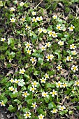 RANUNCULUS AQUATILIS, WATER CROWFOOT, IN DRIED UP RIVERBED, JULY