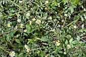 NASTURTIUM OFFICINALE (WATERCRESS), SHOWING FLEA BETTLE DAMAGE, JULY