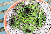 SEMPERVIVUM REINHARD, PERENNIAL POTTED SUCCULENT, HOUSELEEK, JULY