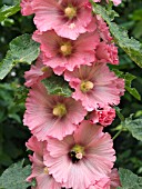 ALCEA ROSEA, HOLLYHOCK