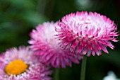 HELECHRYSUM BRACTEATUM PINK, STRAW FLOWER