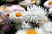 HELECHRYSUM BRACTEATUM WHITE, STRAW FLOWER