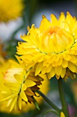 HELECHRYSUM BRACTEATUM YELLOW, STRAW FLOWER