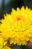 HELECHRYSUM BRACTEATUM YELLOW, STRAW FLOWER,