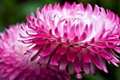 HELECHRYSUM BRACTEATUM, STRAW FLOWER