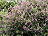 INDIGOFERA HETERANTHA