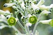 NICOTIANA GREEN TEARS