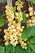 RIBES NIGRUM WHITE DUTCH, WHITE CURRANT