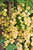 RIBES NIGRUM WHITE GRAPE, WHITE CURRANT