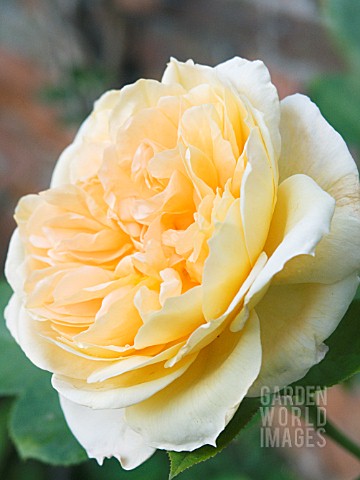 ROSA_JULIET_OLD_FASHIONED_ROSE_TYPE_JULY