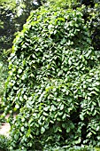 ULMUS GLABRA PENDULA, WEEPING ELM, JUNE