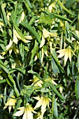 UVULARIA GRANDIFLORA