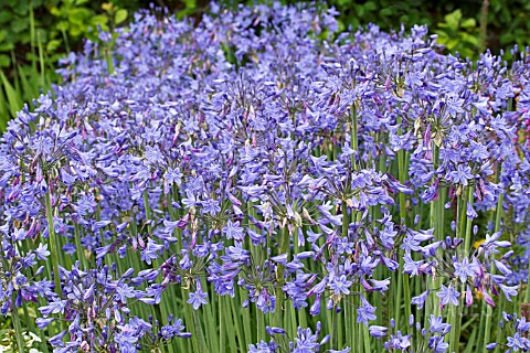 AGAPANTHUS_SP_MASS_FLOWERING_FOR_CUTTING_JULY