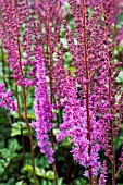 ASTILBE PURPLE LACE