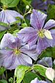 CLEMATIS PEARL DAZURE