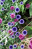 ECHINOPS RITRO TAPLOW BLUE & ALLIUM SPHAEROCEPHALON, HARDY PERENNIAL & BULB,