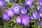 GERANIUM BUXTONS BLUE