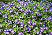 GERANIUM BUXTONS BLUE