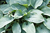 HOSTA BLUE VISION