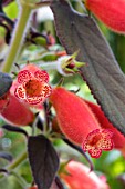 KOHLERIA DARK VELVET